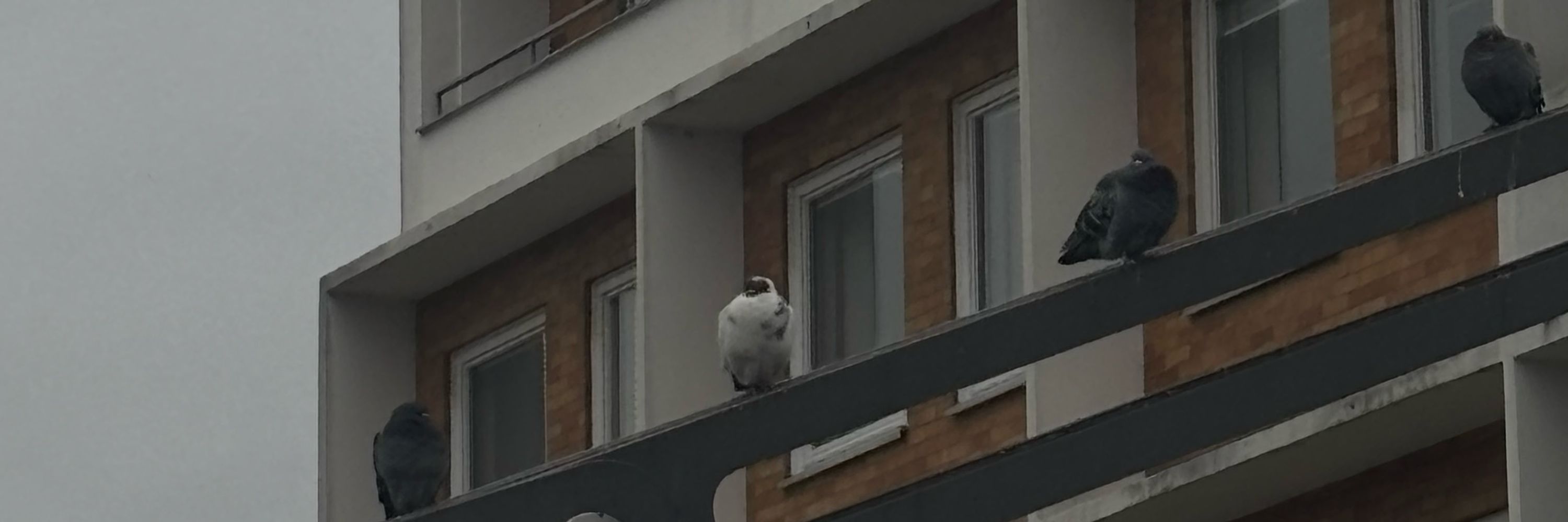 damon 🦨