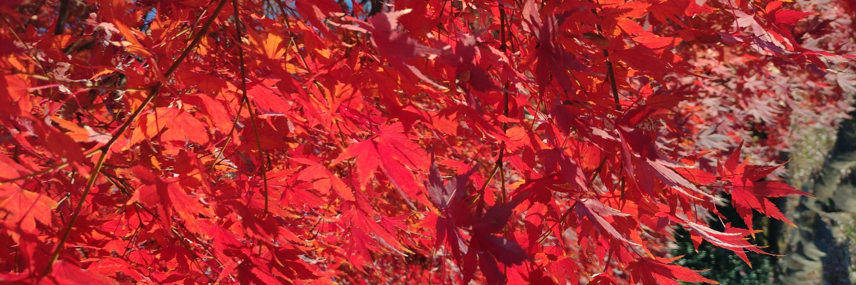 桜田もっちり