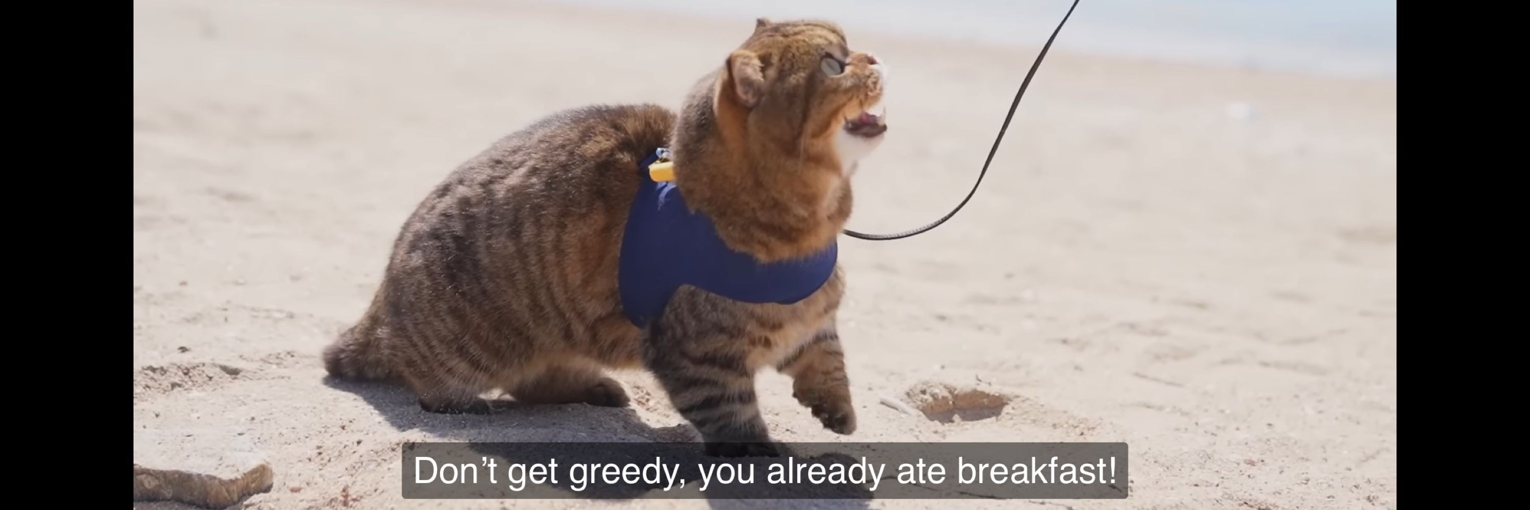 KittyPeach