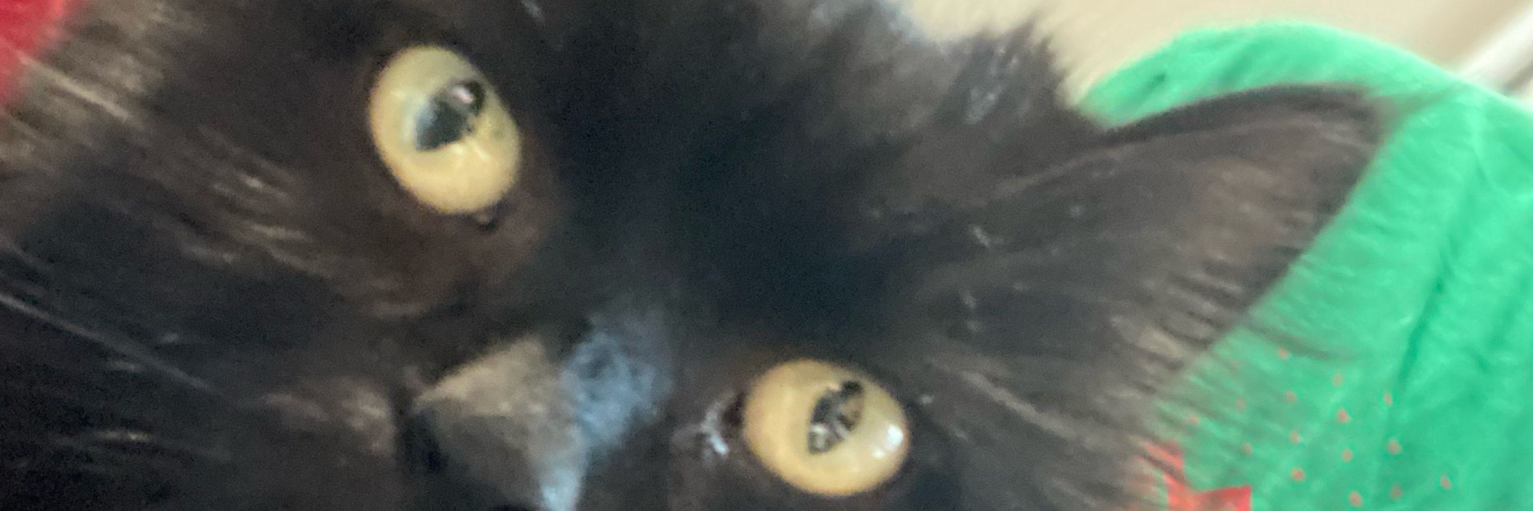 Chocara