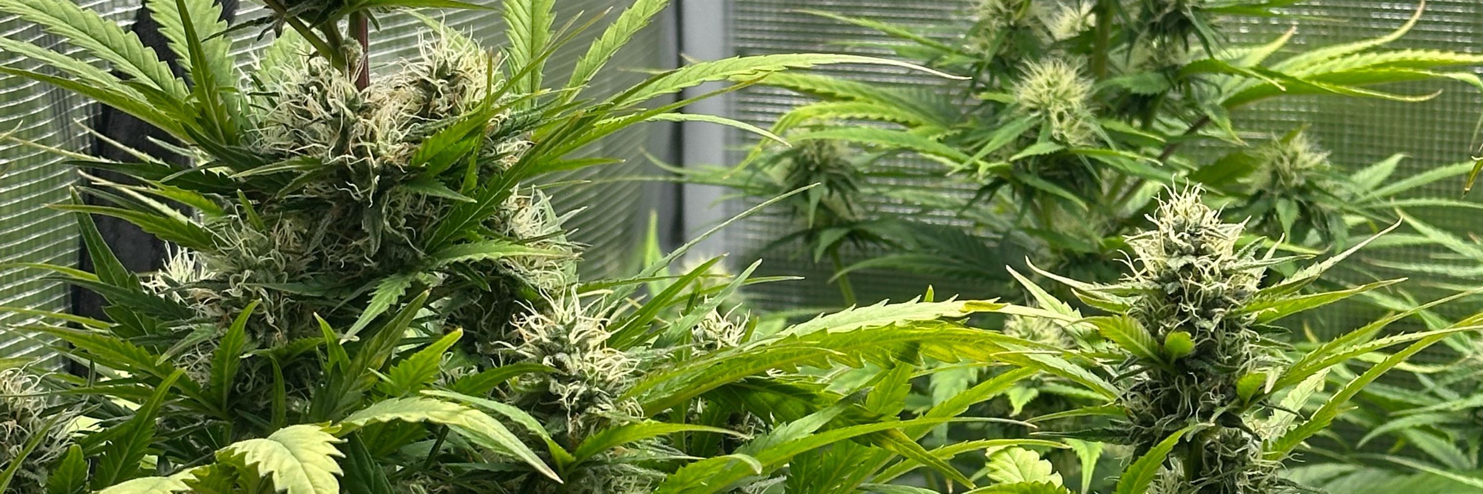 Grower T