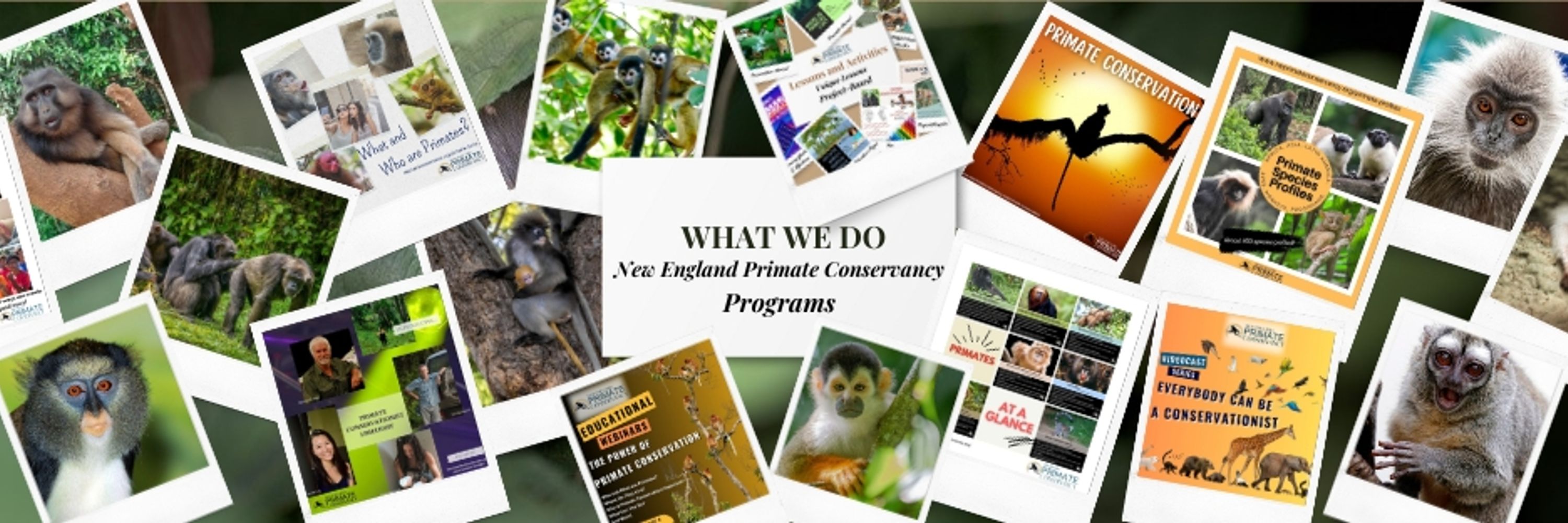 New England Primate Conservancy