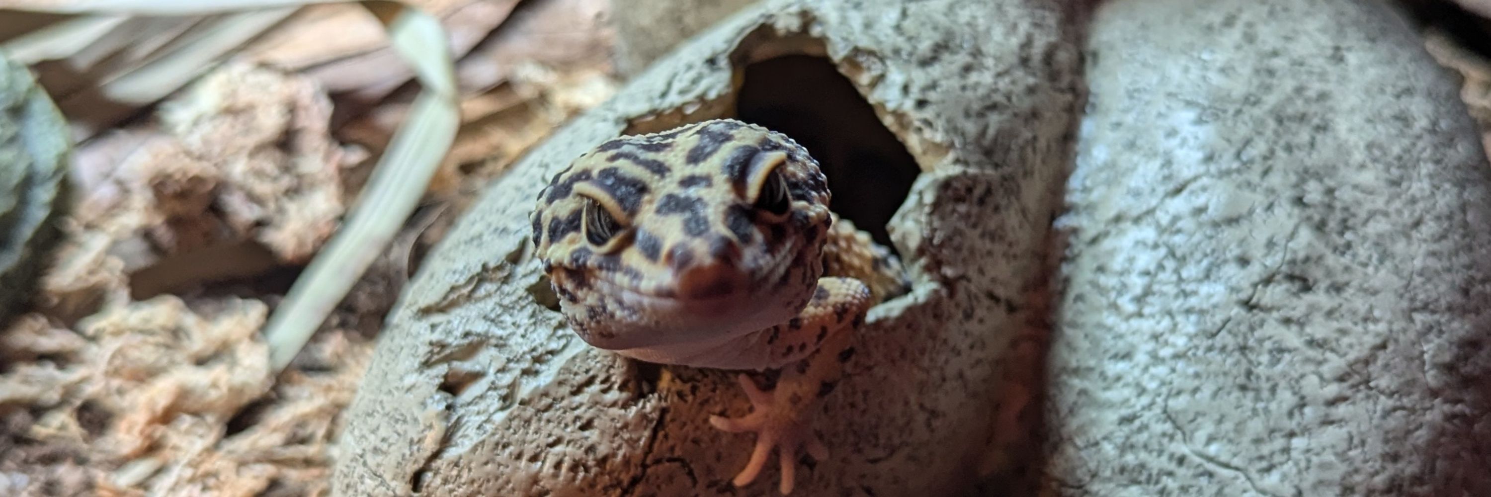 Lizard Brain 🦎