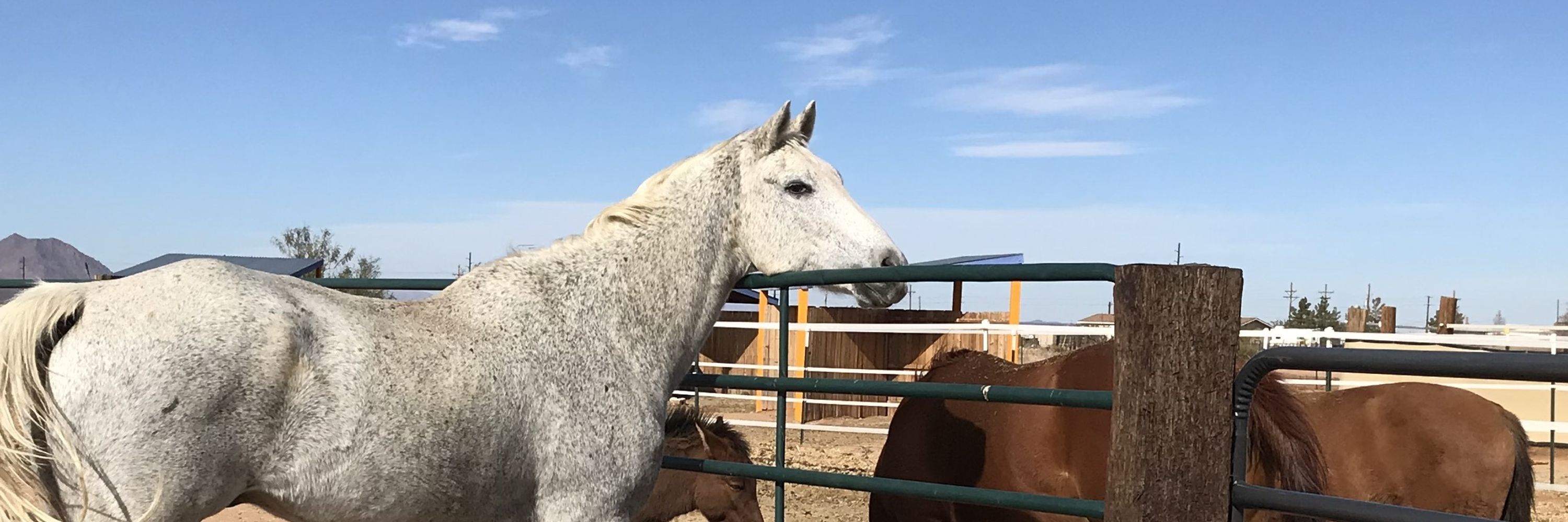 dharmahorse equine sanctuary