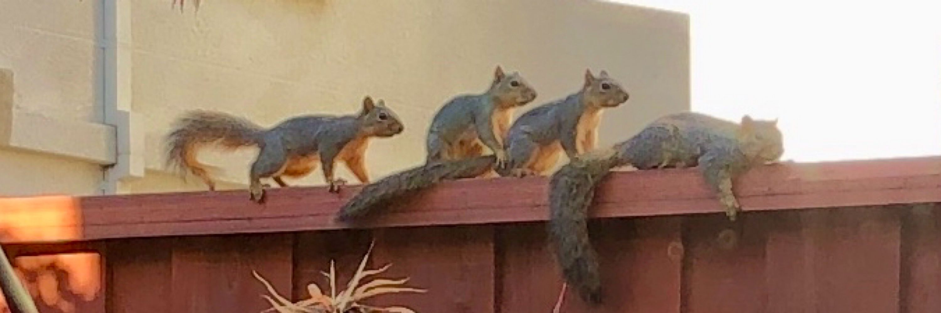Squirrel Buzz