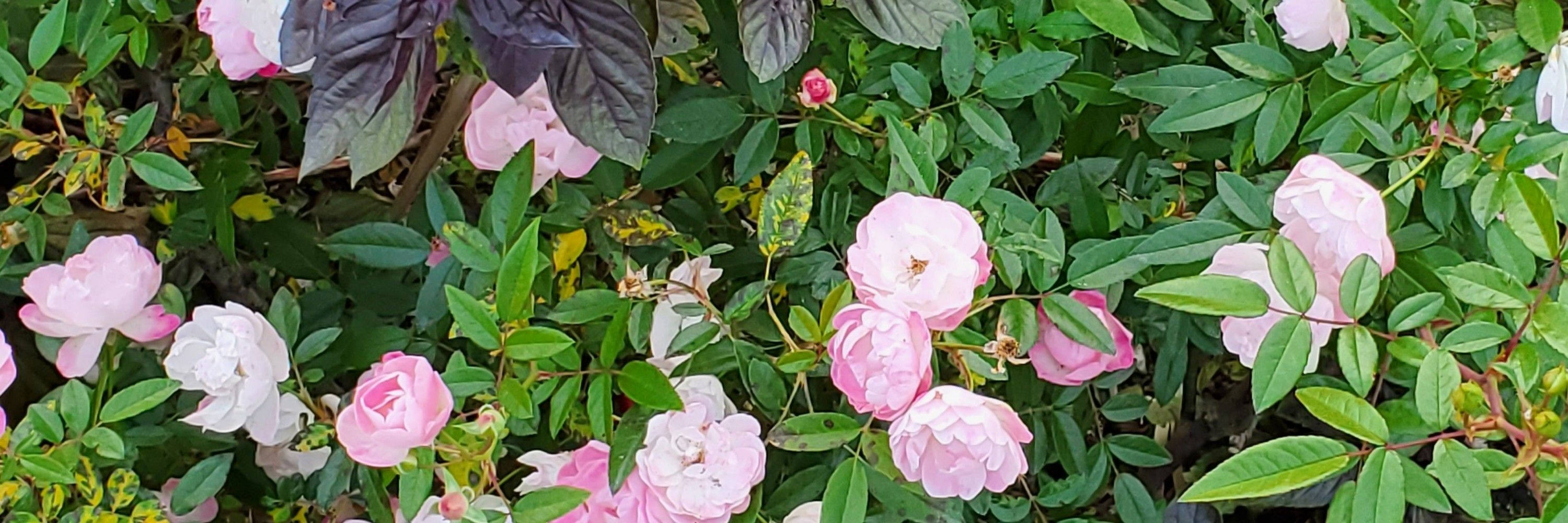 夏野