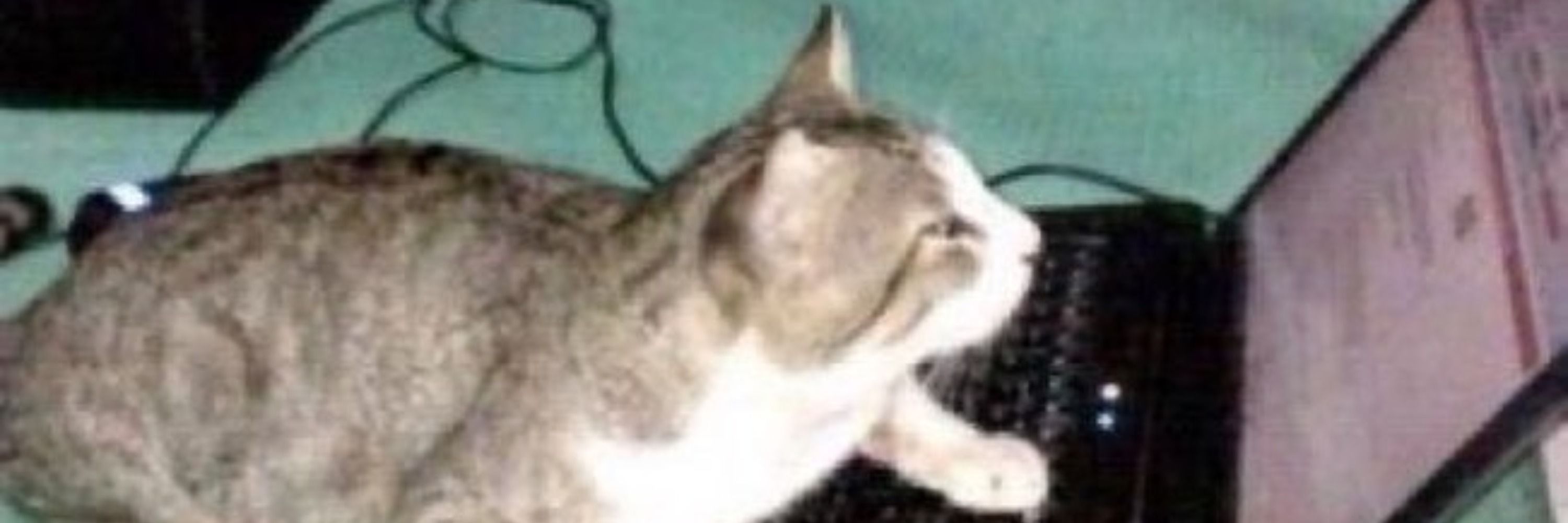 Pepecinho 