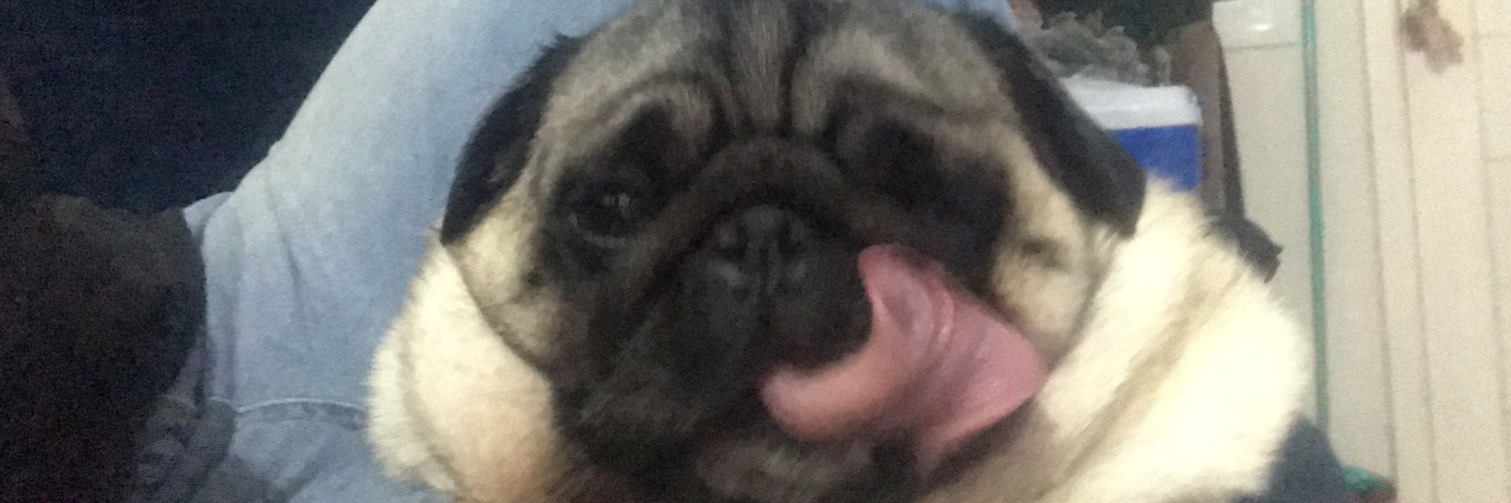 Gigi