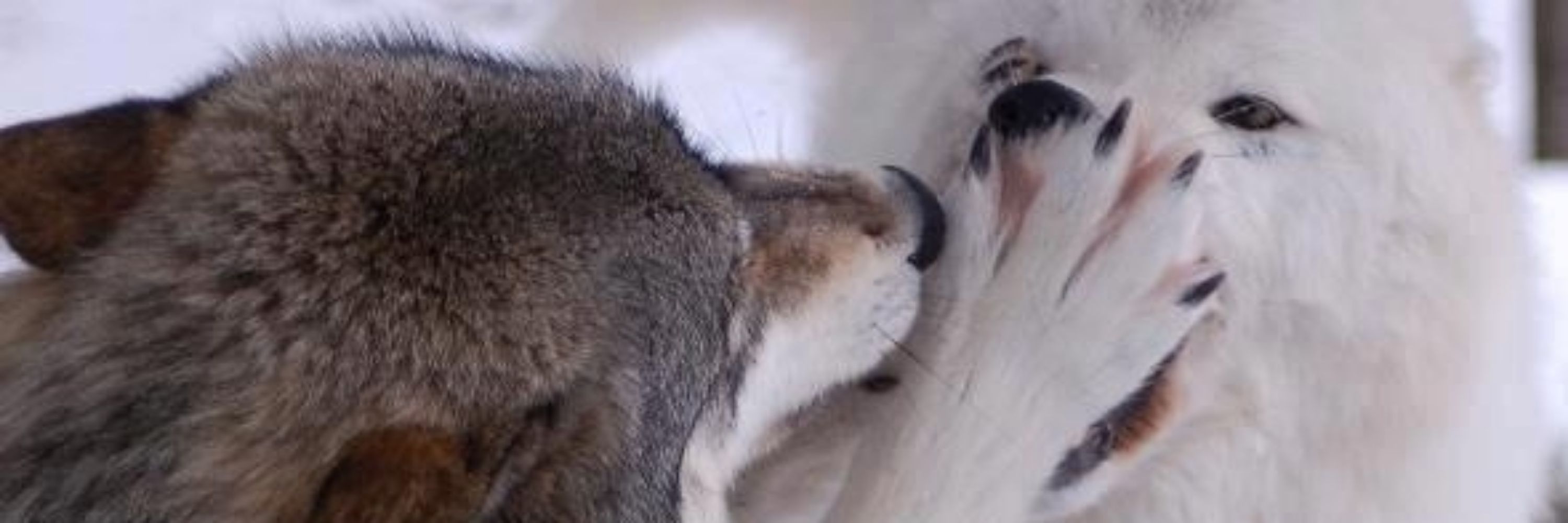 ASJagerWOLF12