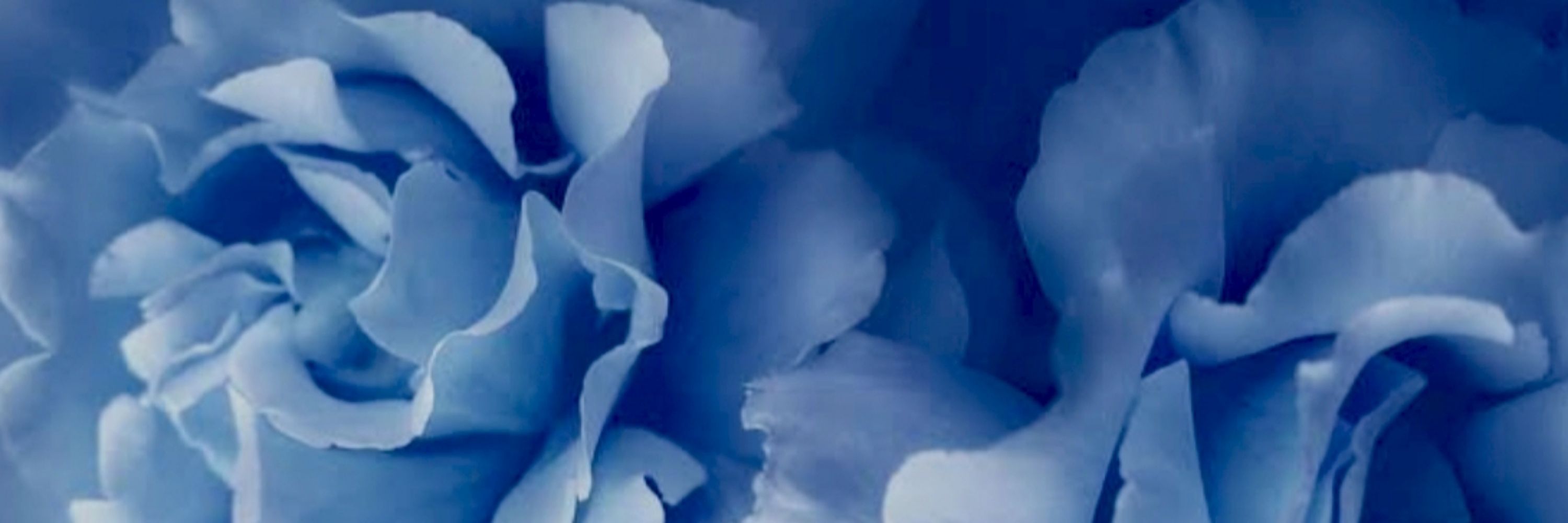Bluerose MaJo