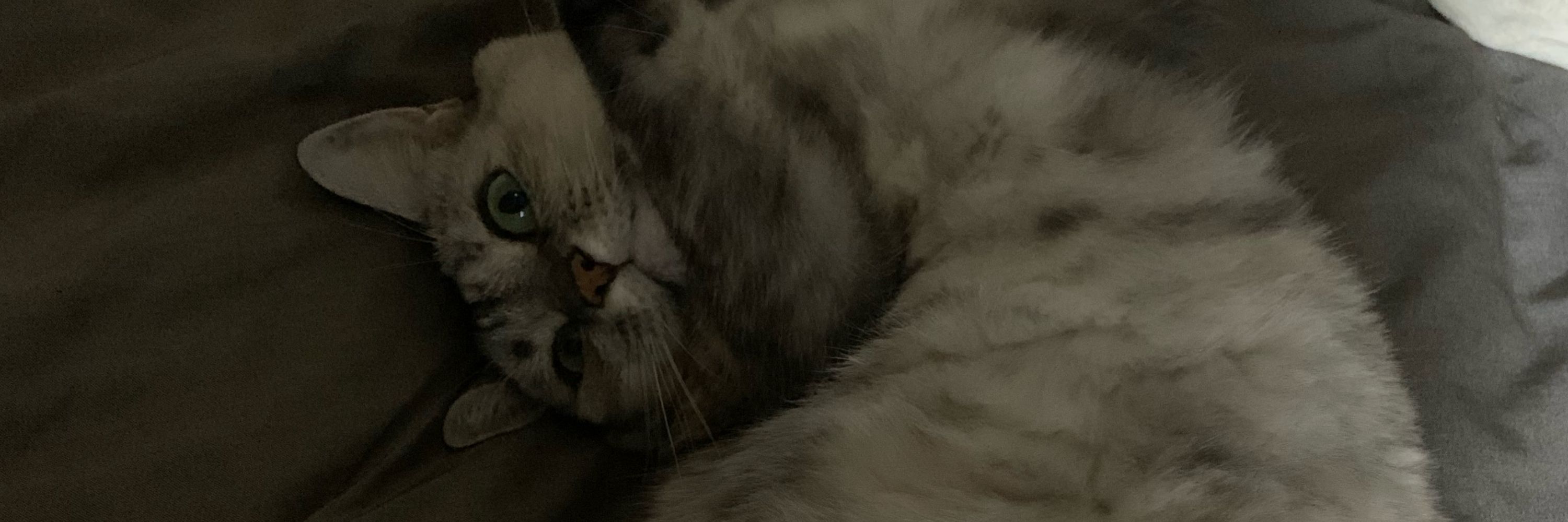 ふみのか