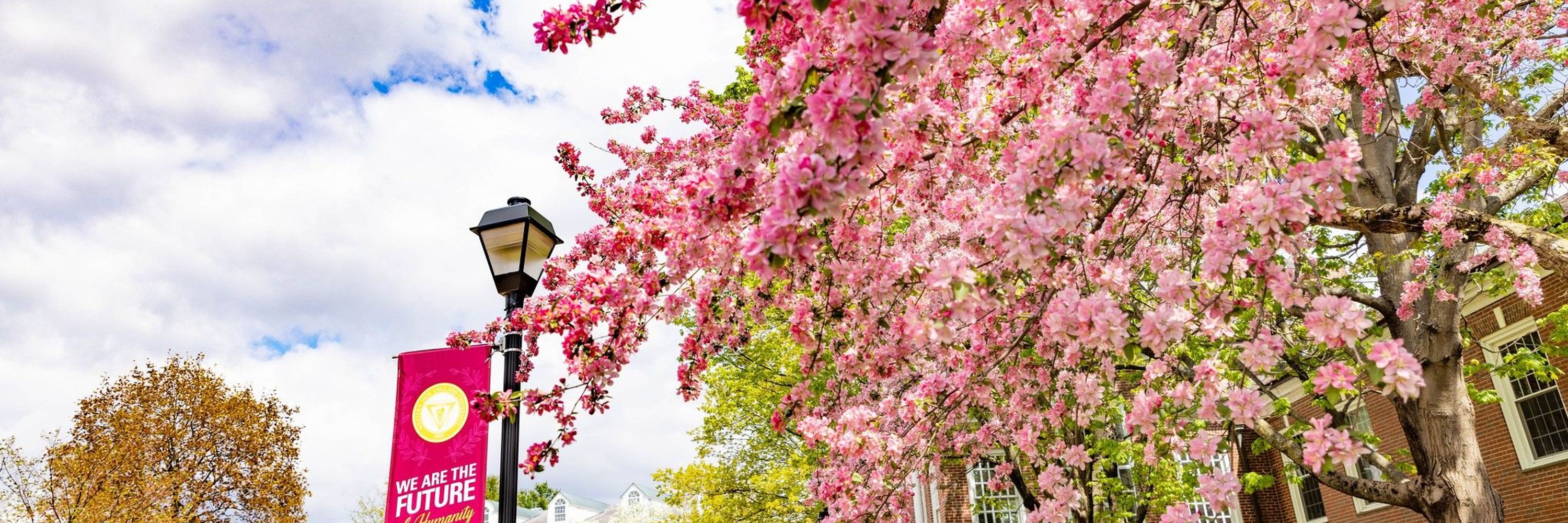 Western New England University