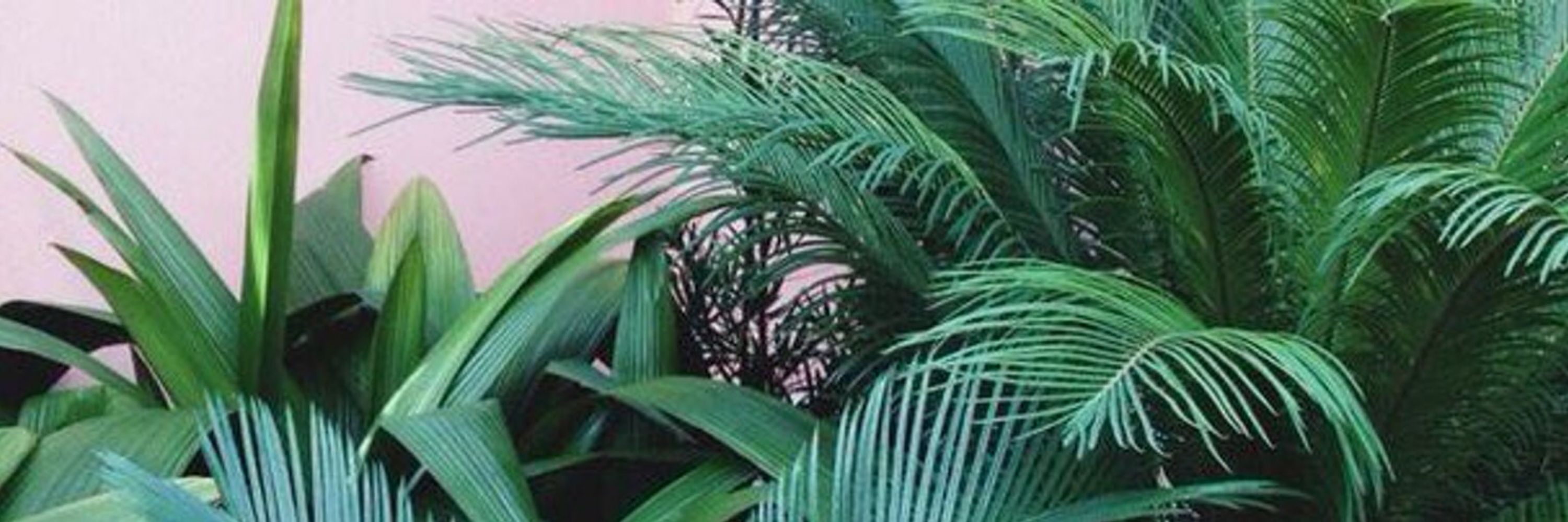 ✮ 🌴 𝒜𝒷𝓎𝓈𝓈 🌴 ✮