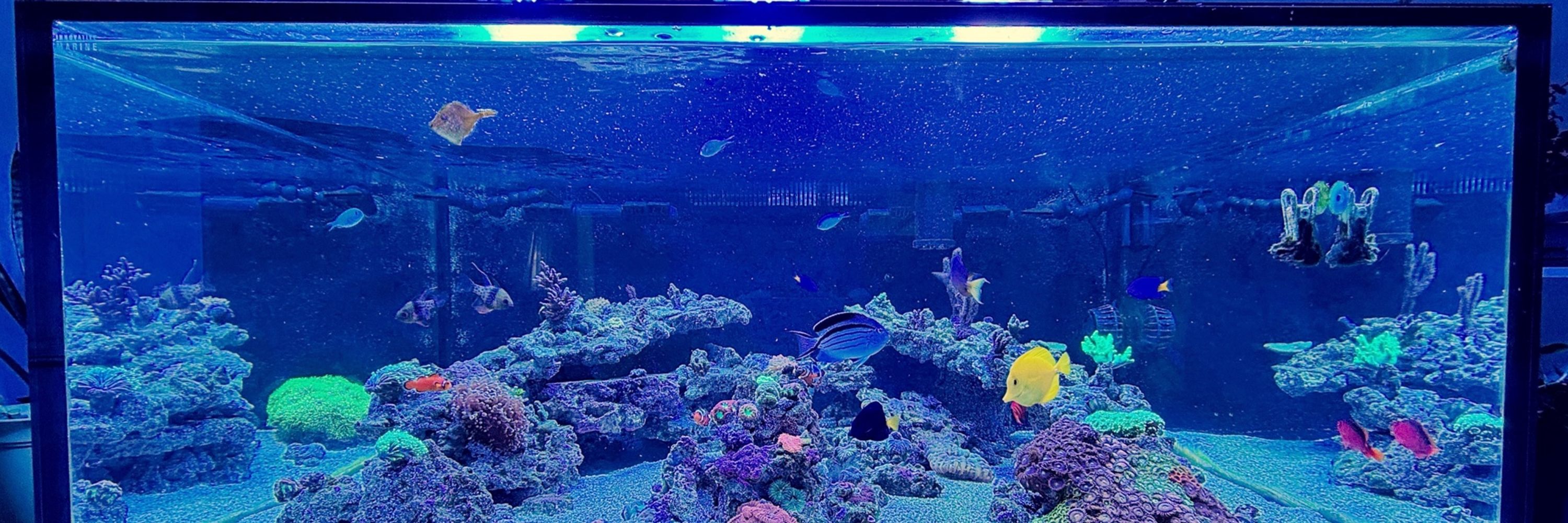 ReefGeek