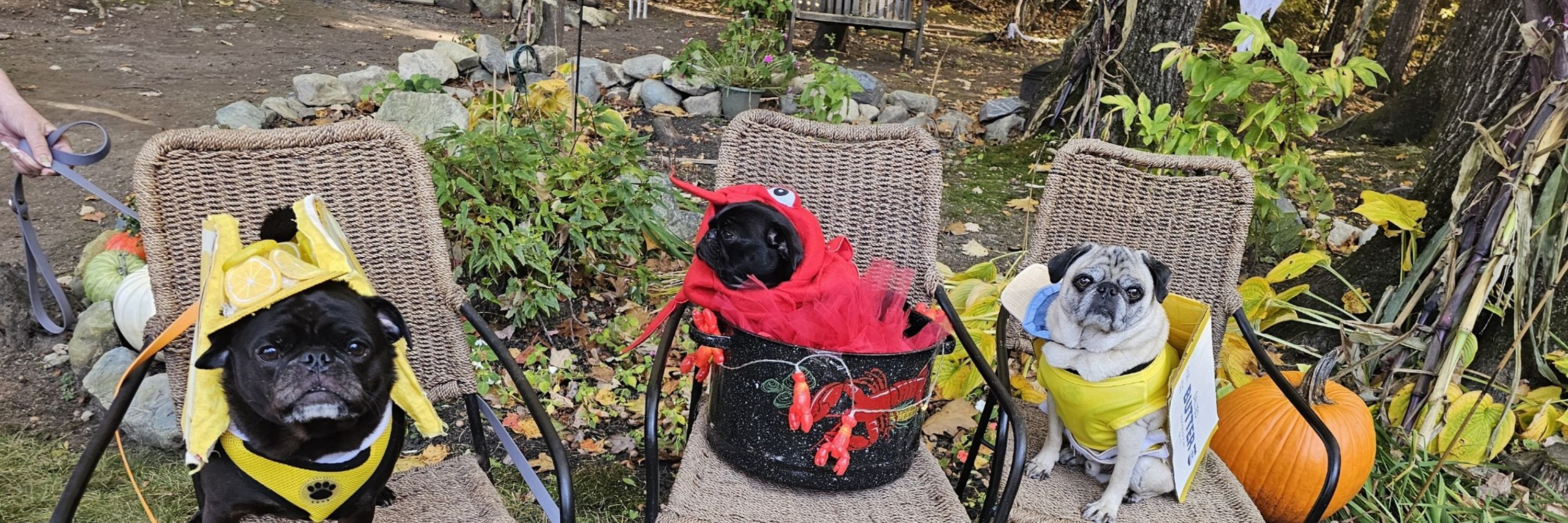 Wuggly The Pug