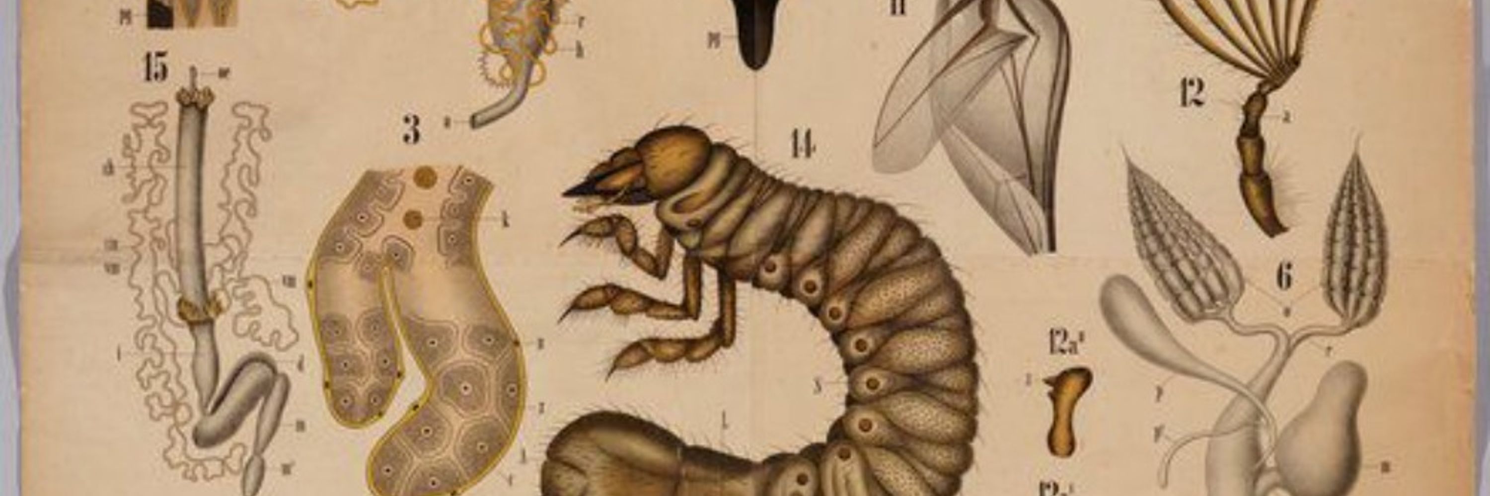 Grubby Insides