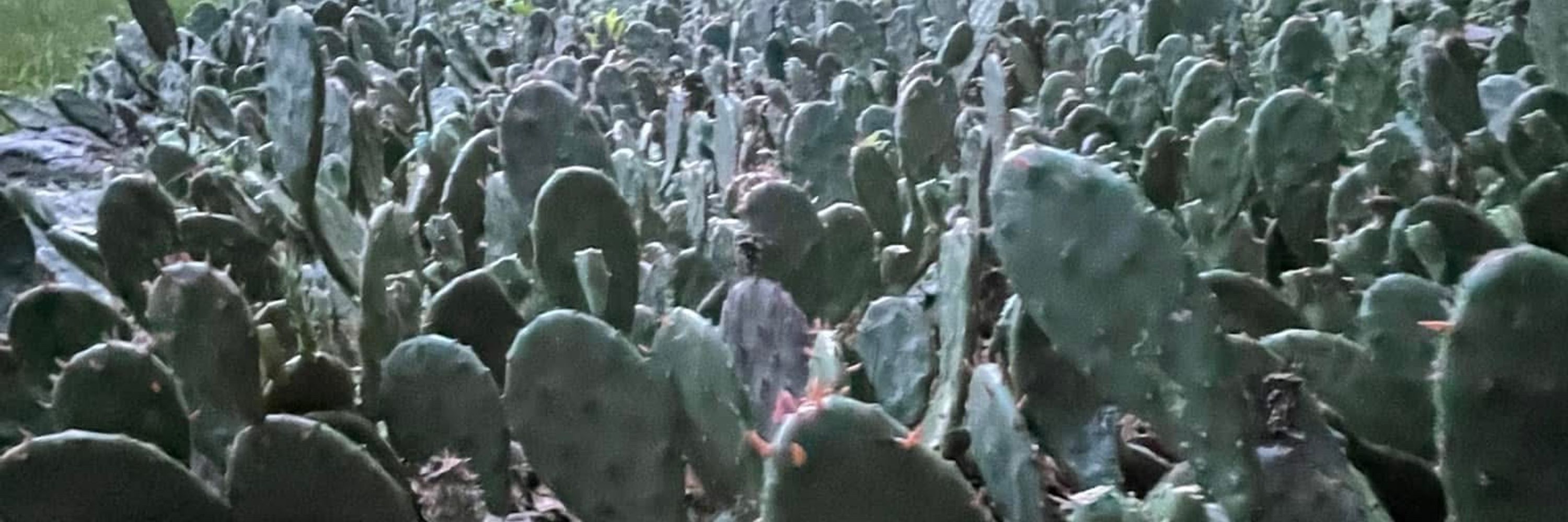 Prickly Ed’s Cactus Patch