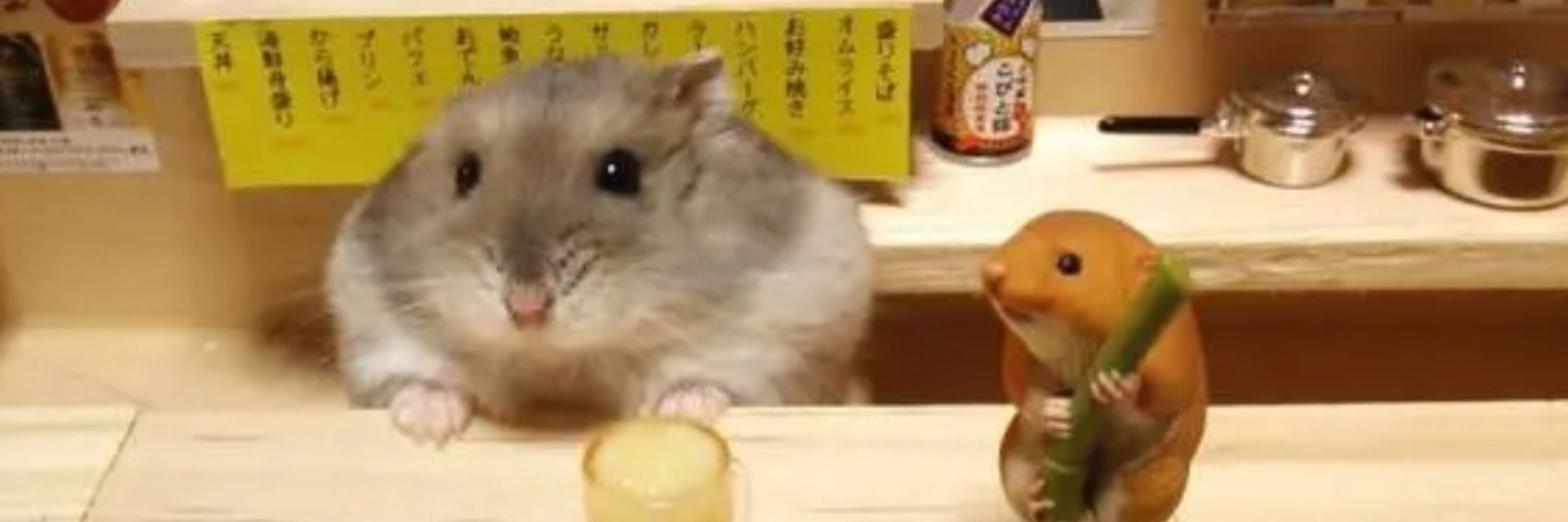 Aldo Gil | Spinning Rodent Dev