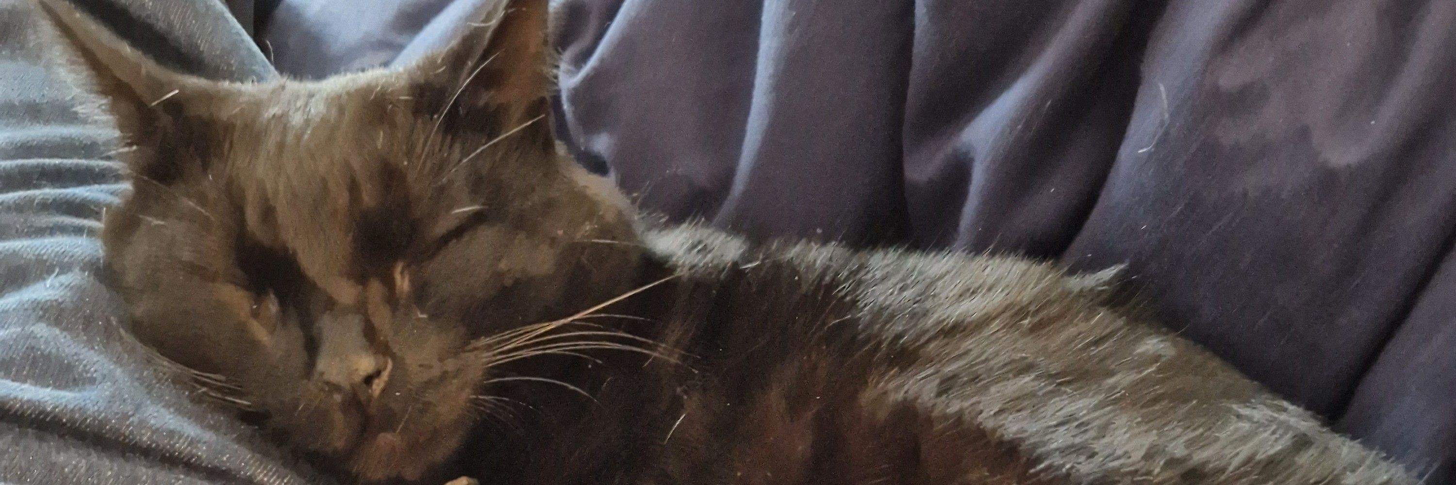 Laboucassedeschachats 