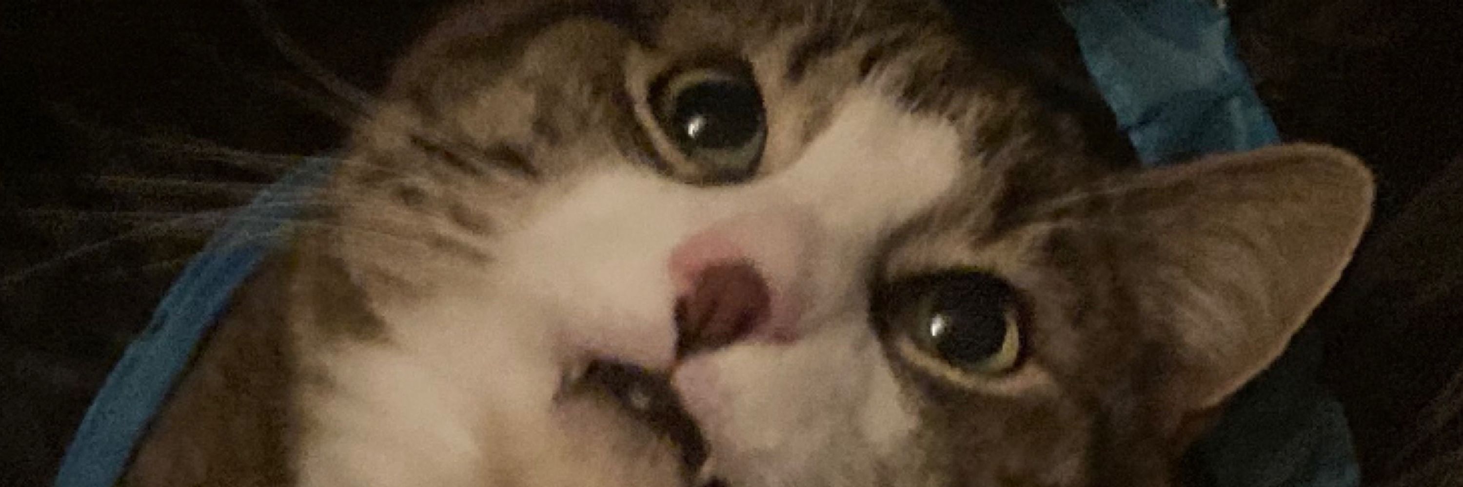 Tam