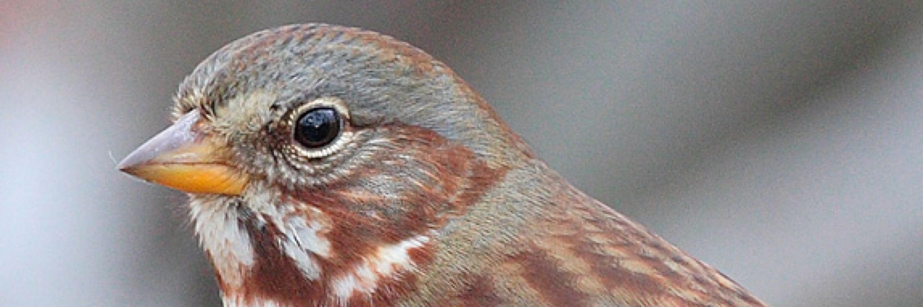 Fox Sparrow 