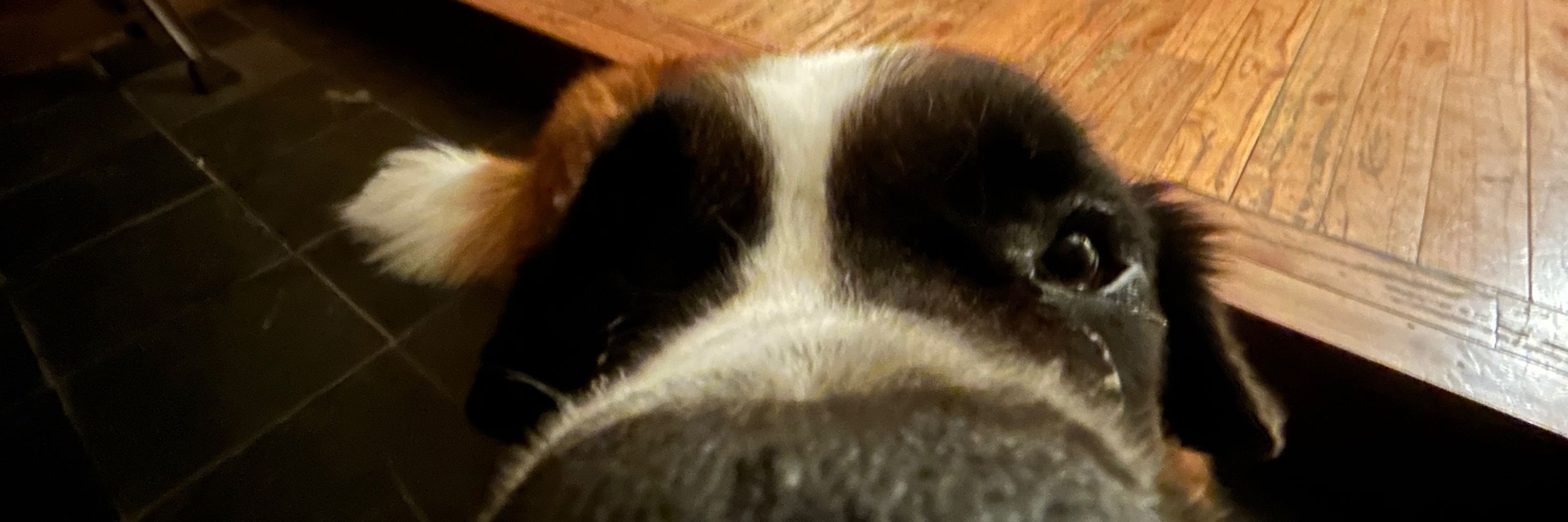 borbo