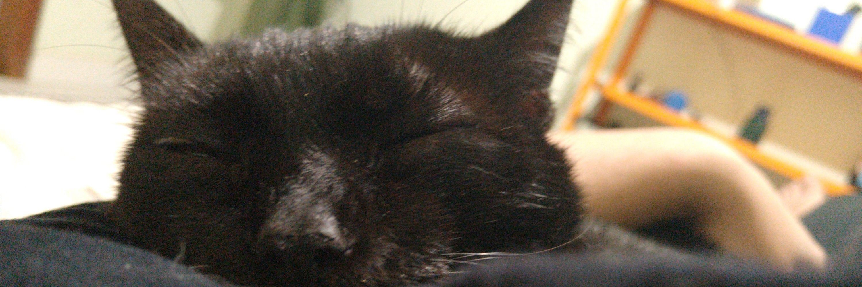 leozi