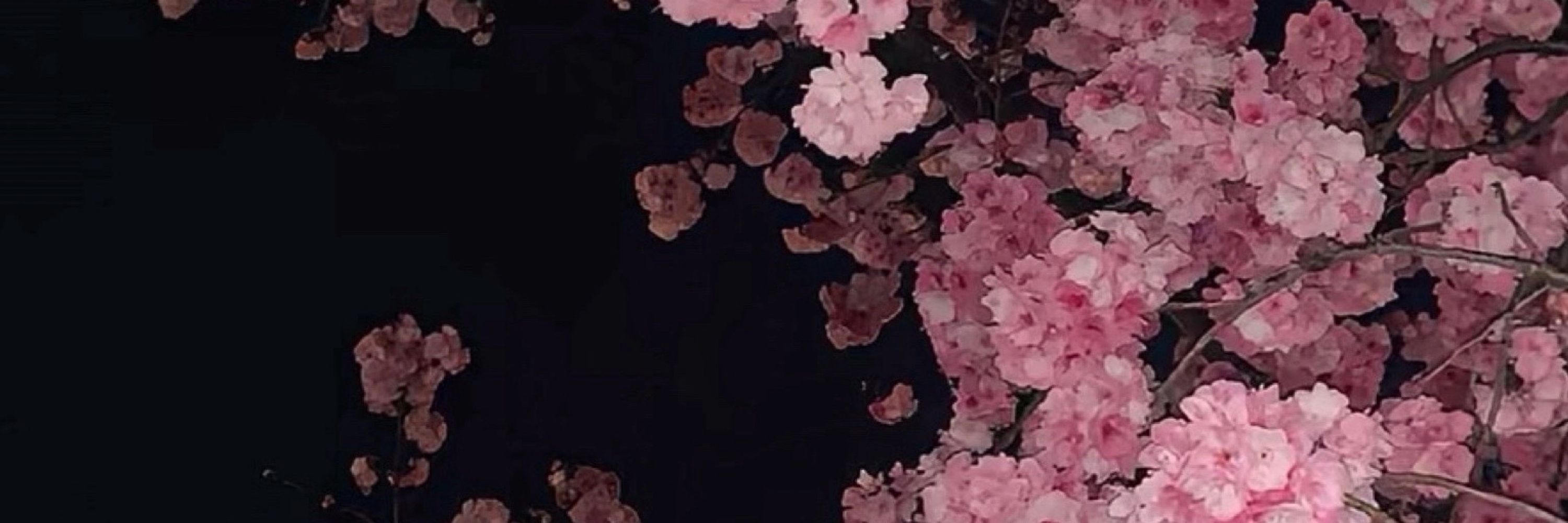 Zars 🌸