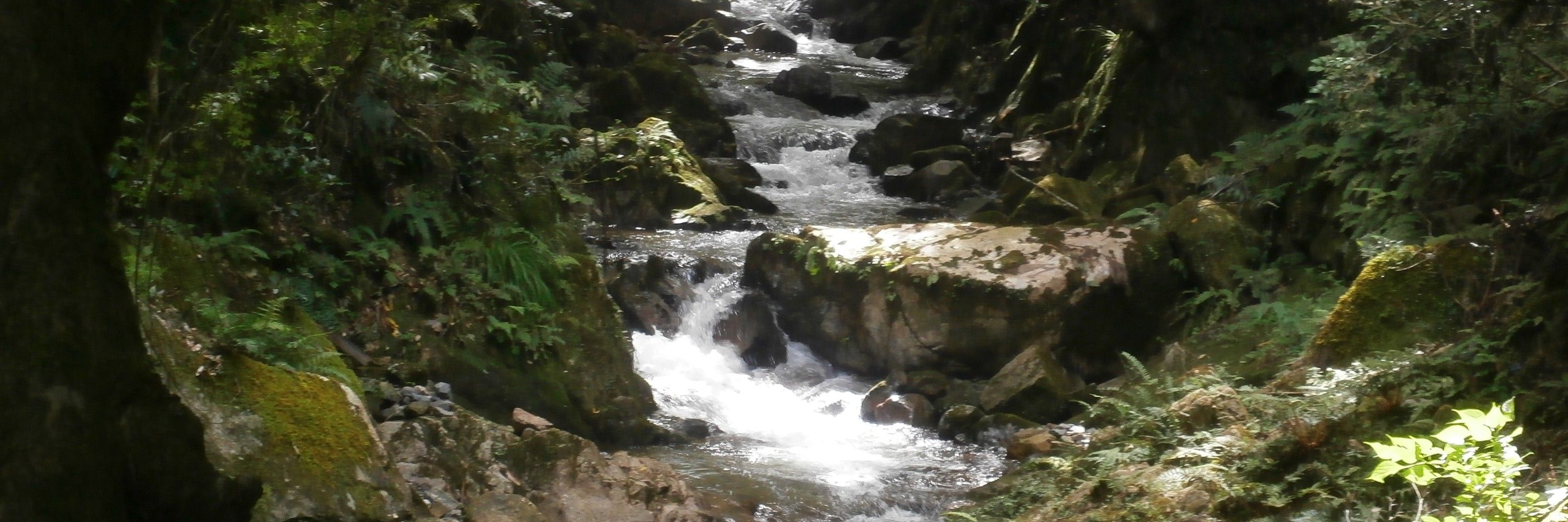 岳樹−タカキ−