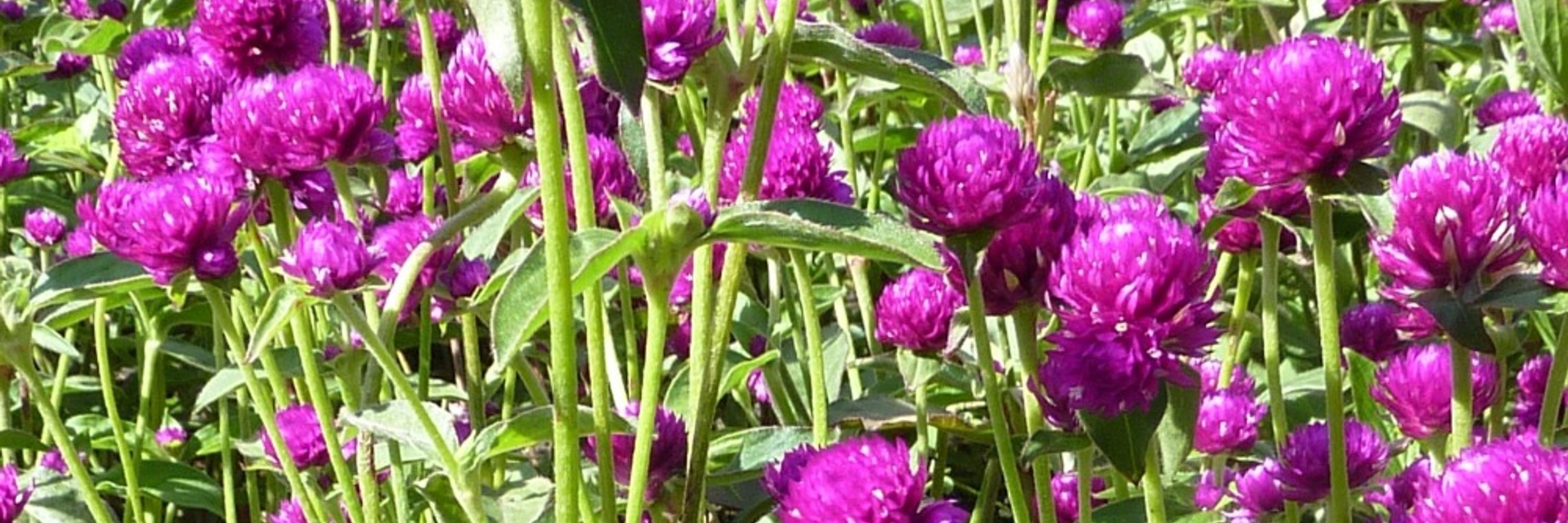 Amaranth
