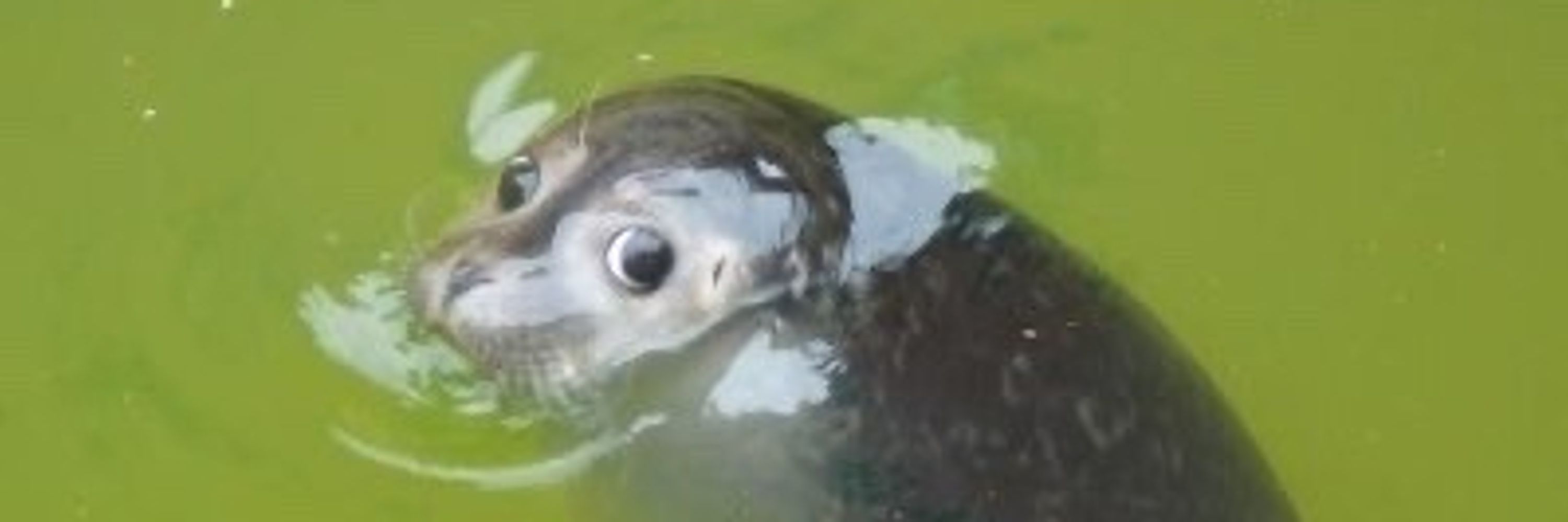 nootmoog