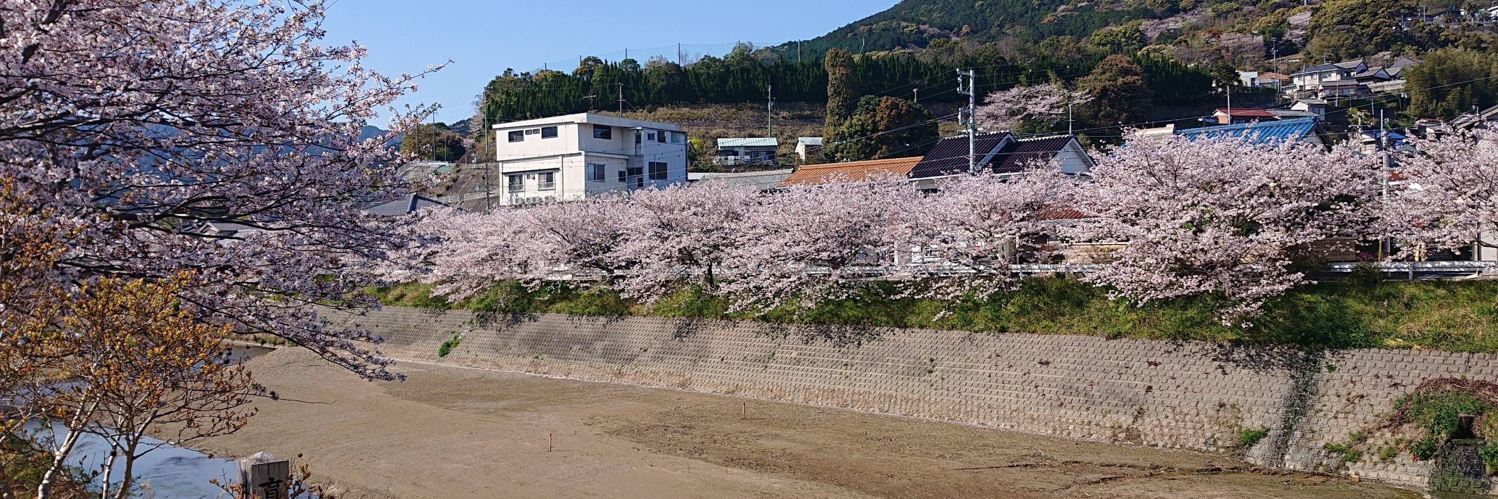 アヤメ