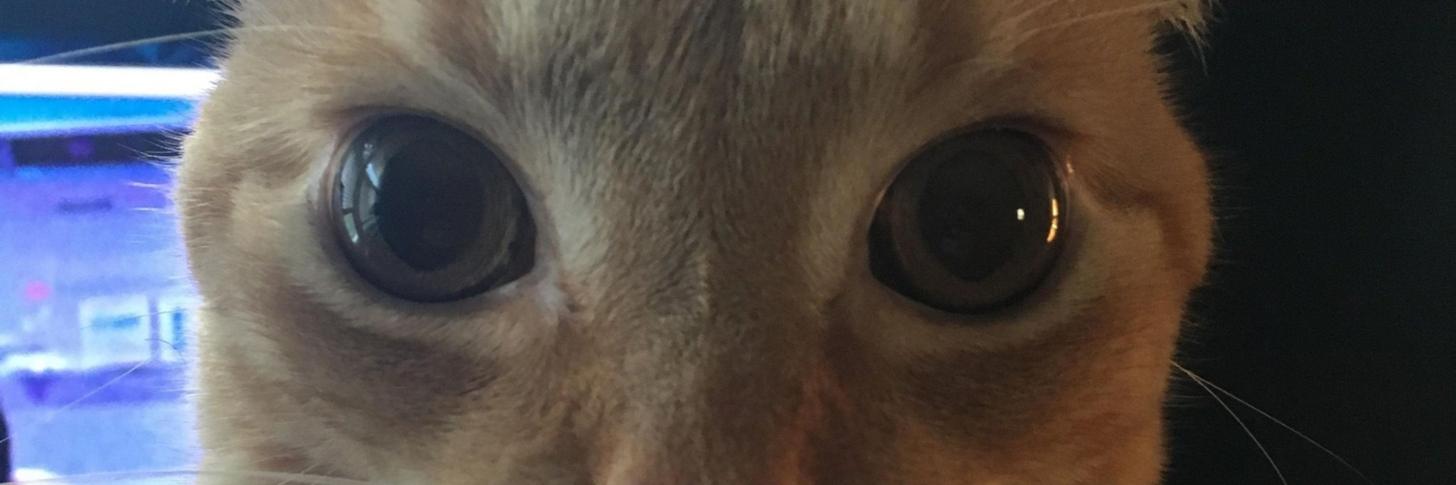 tabbu cat
