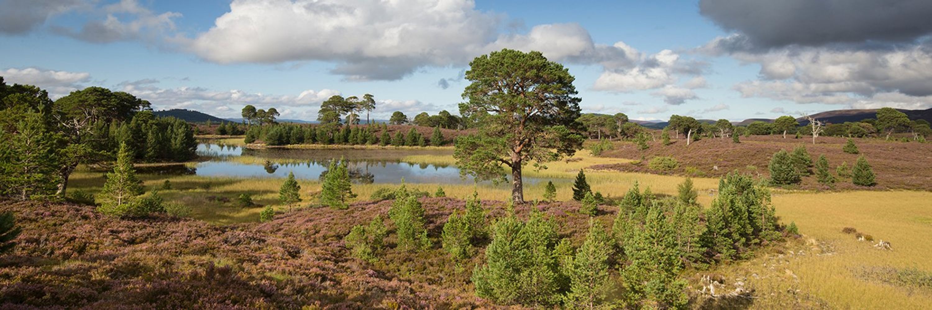 Cairngorms Connect