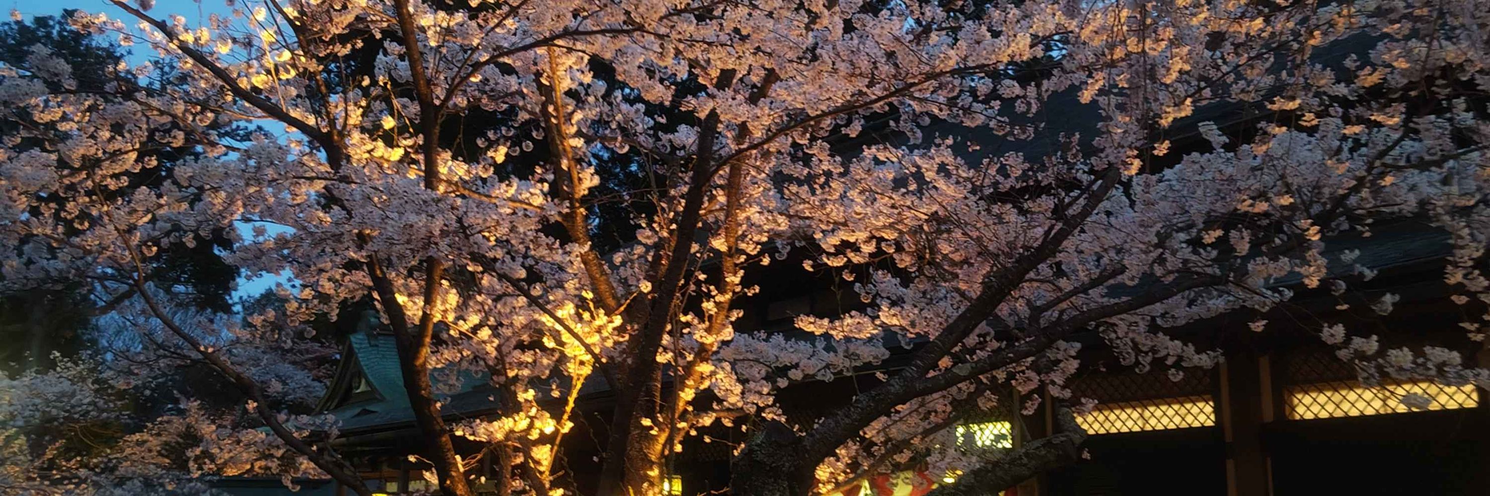 夜咲(よさく)