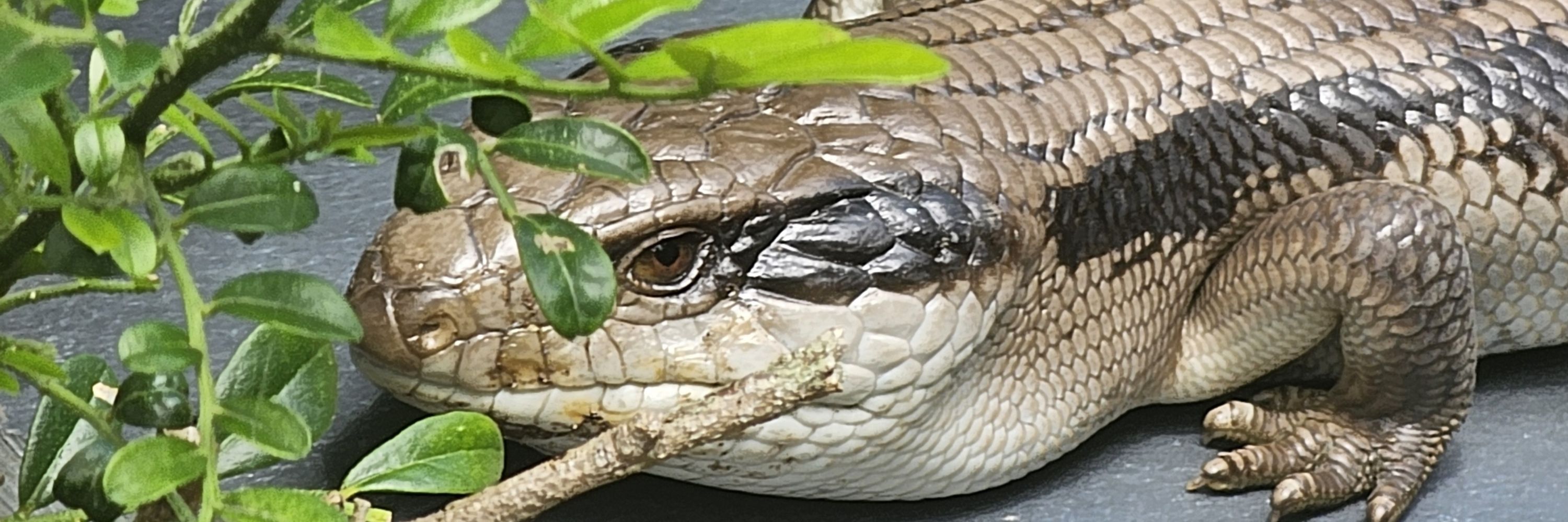 Nea