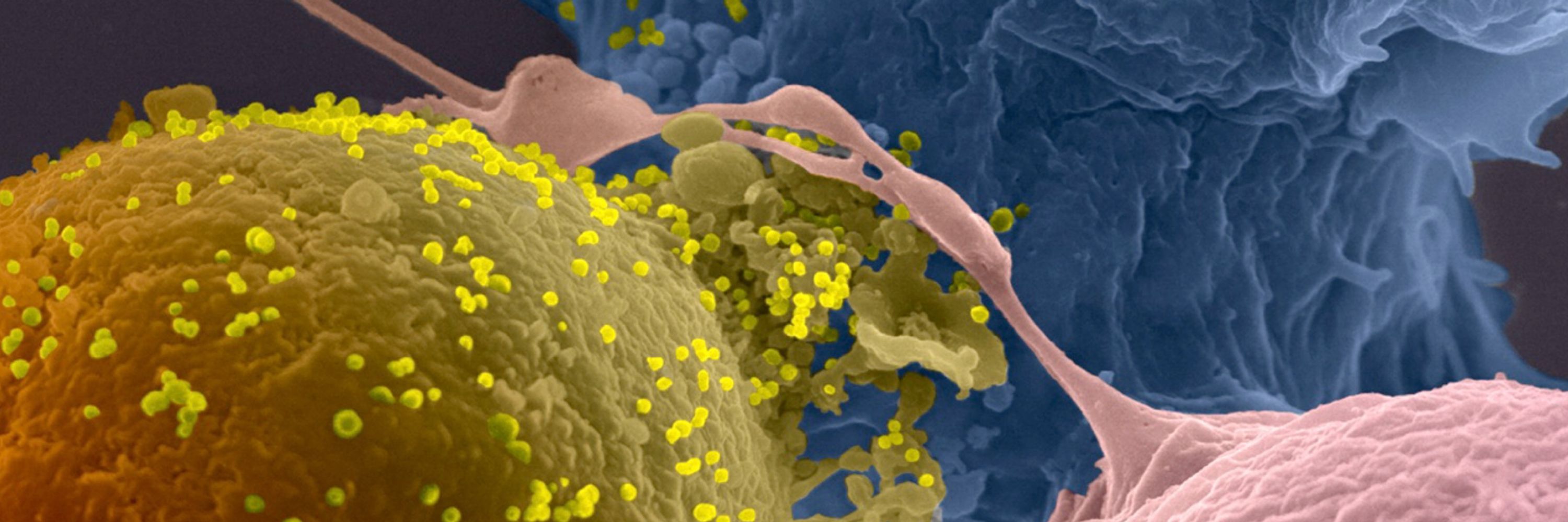 Virus & Immunity Unit @Institut Pasteur