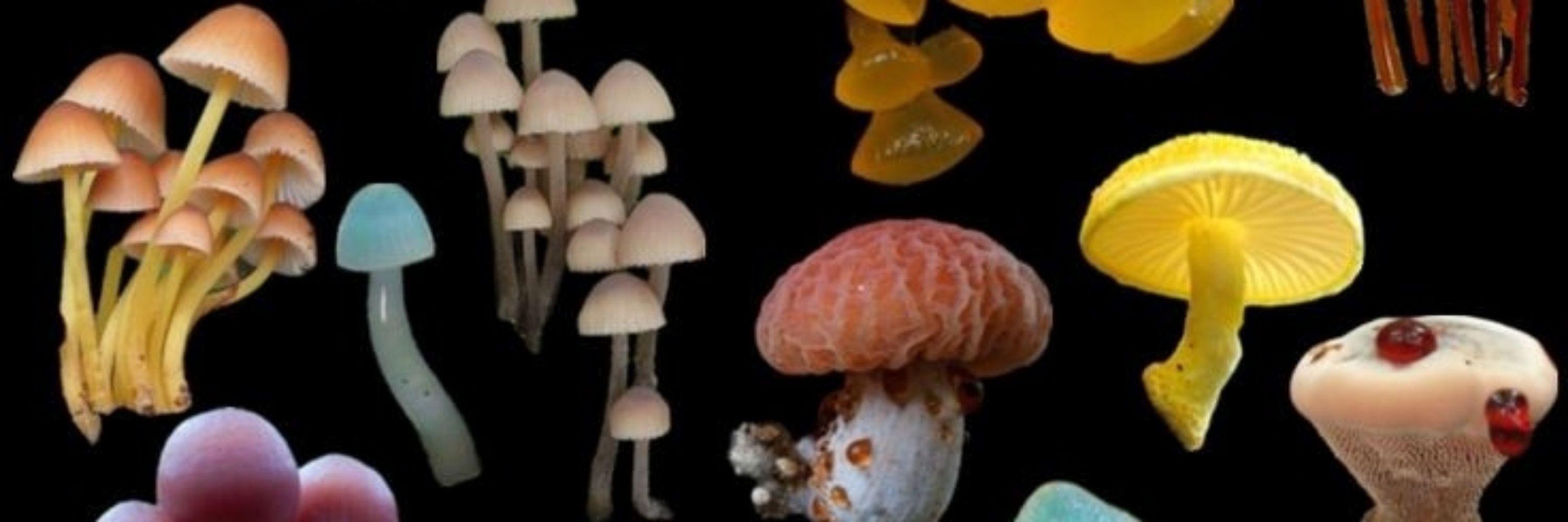 shroom