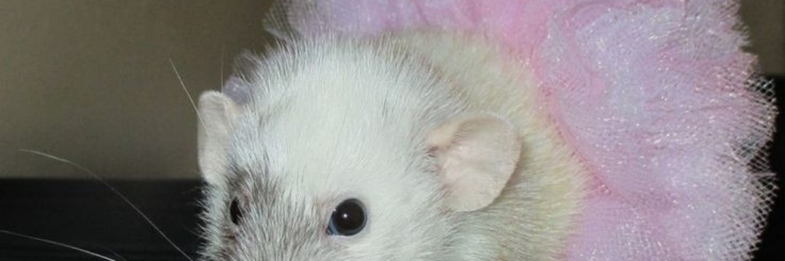 Askimu