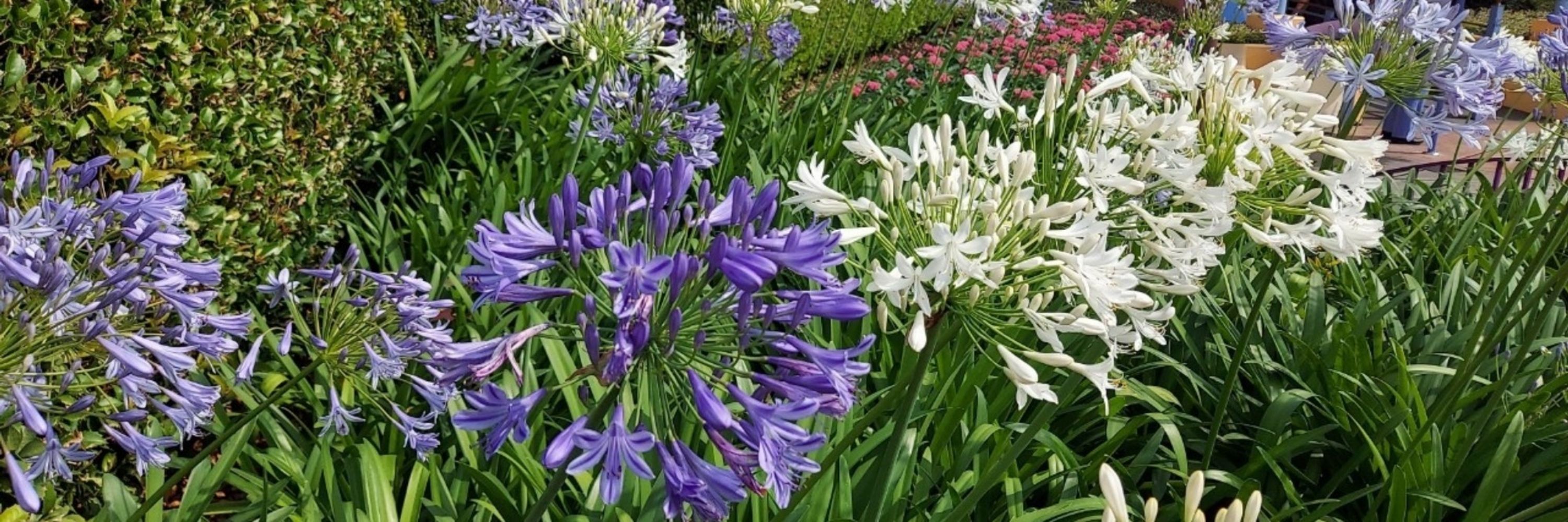 雪月花