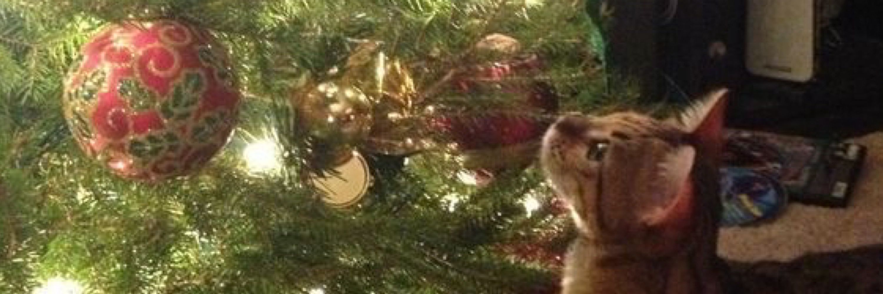rhianna 🎄