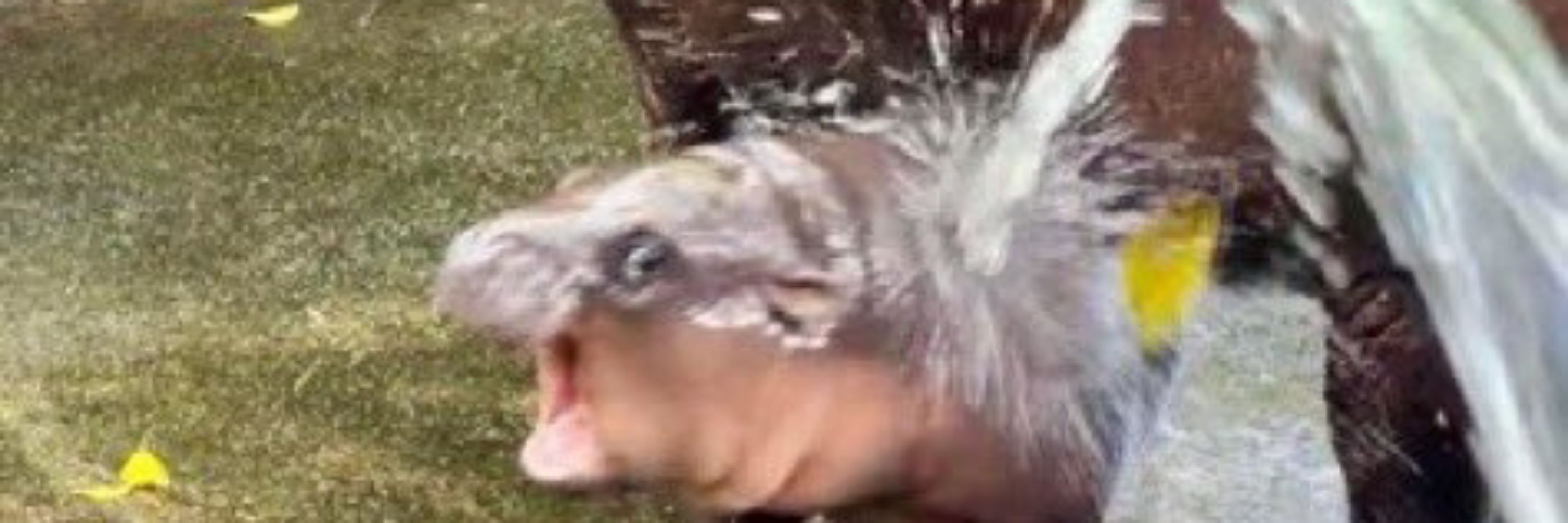 lewdiversal Pictures