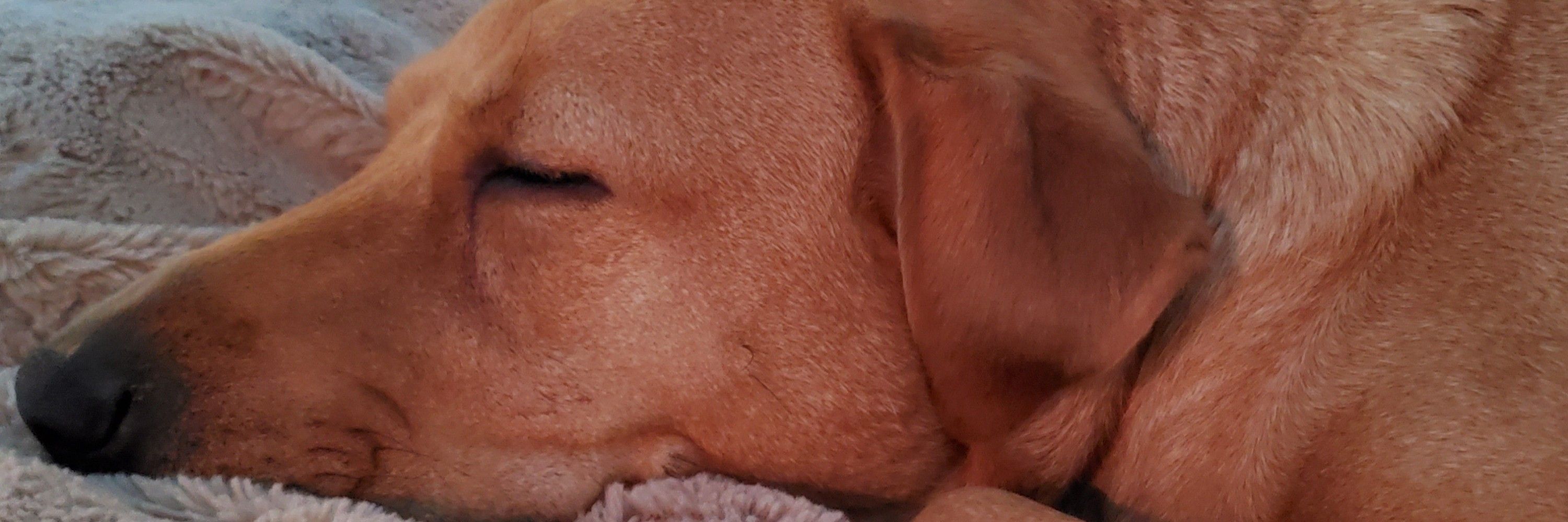 Dan