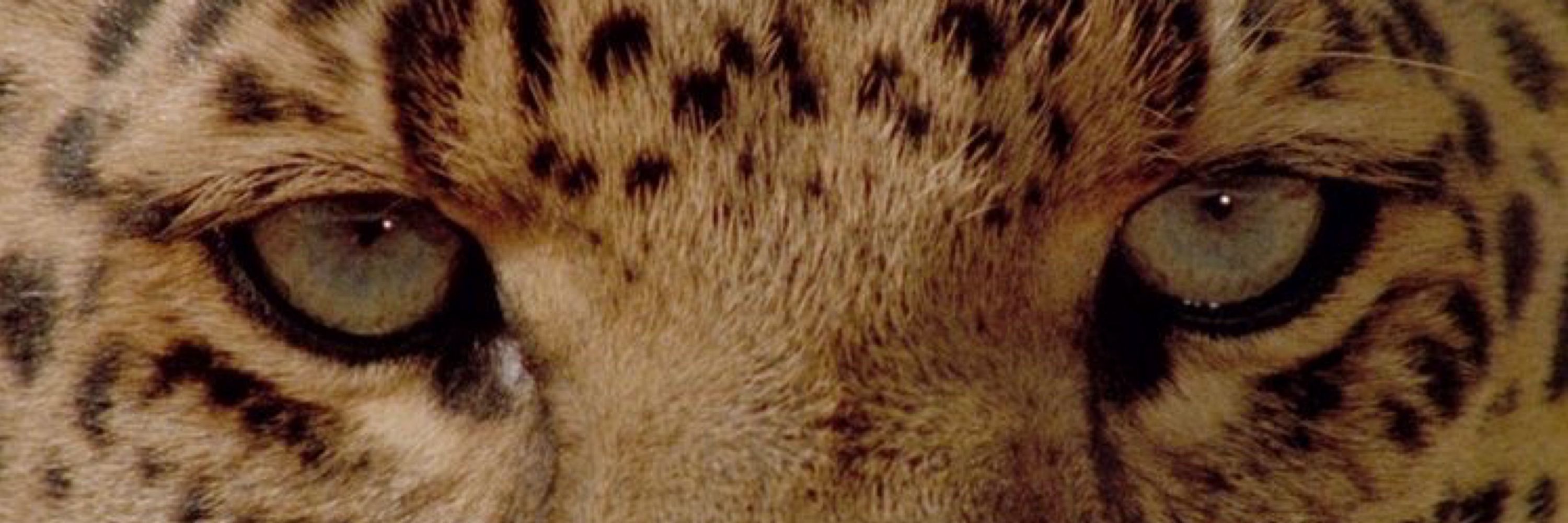 🐆