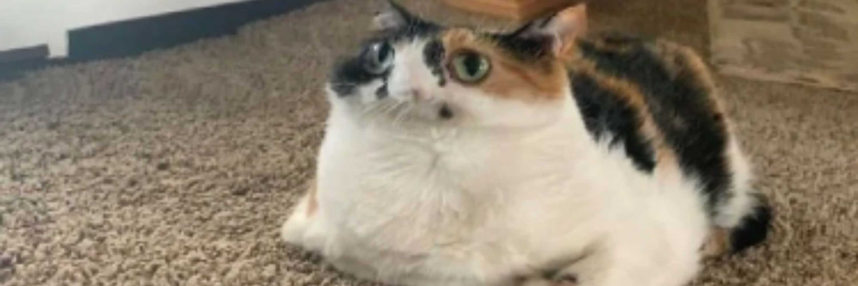 Catfish