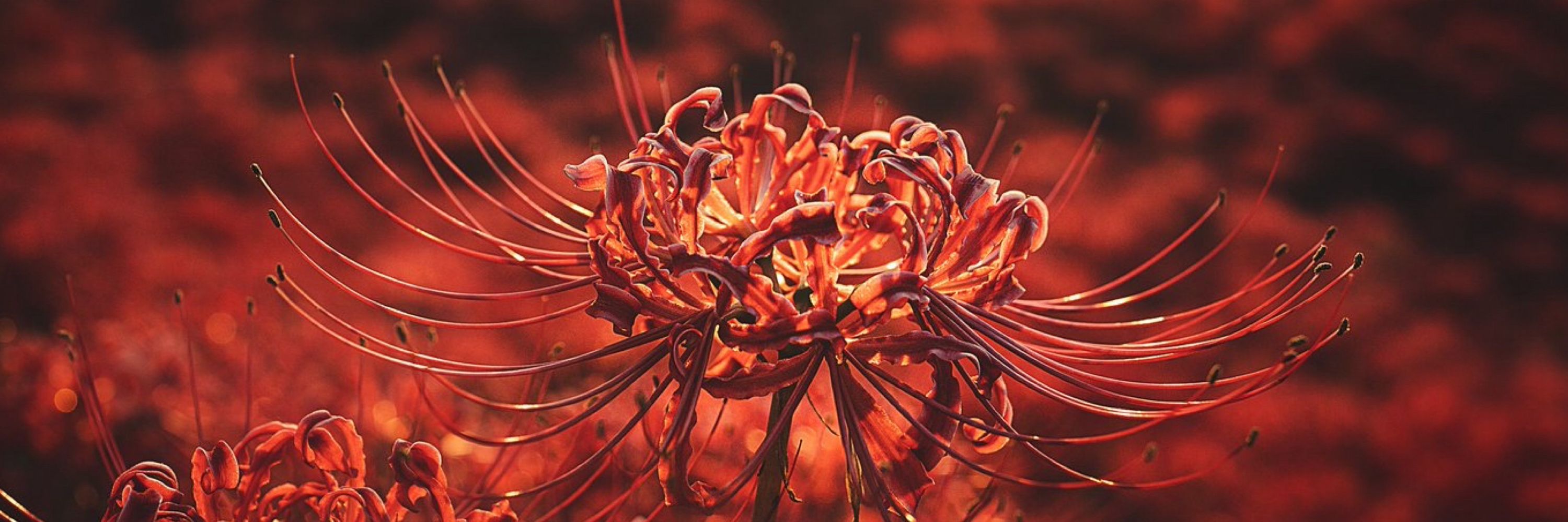 Soko Naruma 🌺
