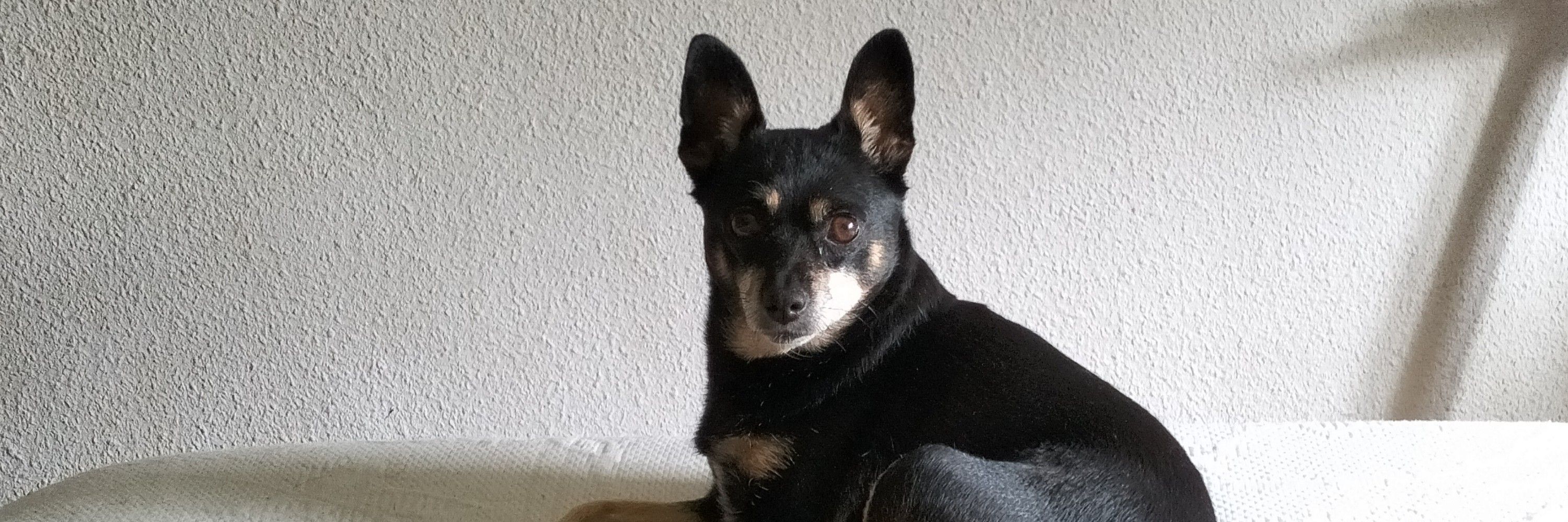 Enrique