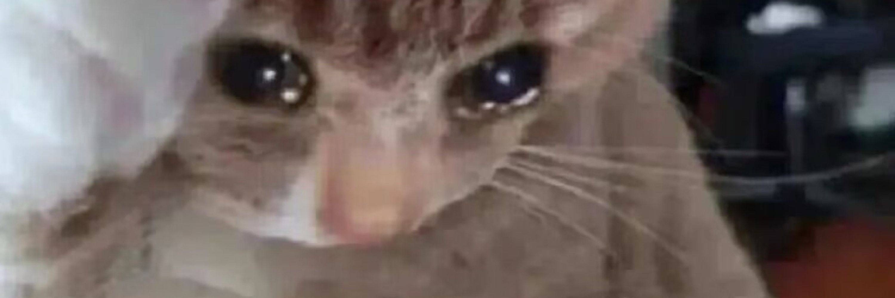 假猫猫🐱