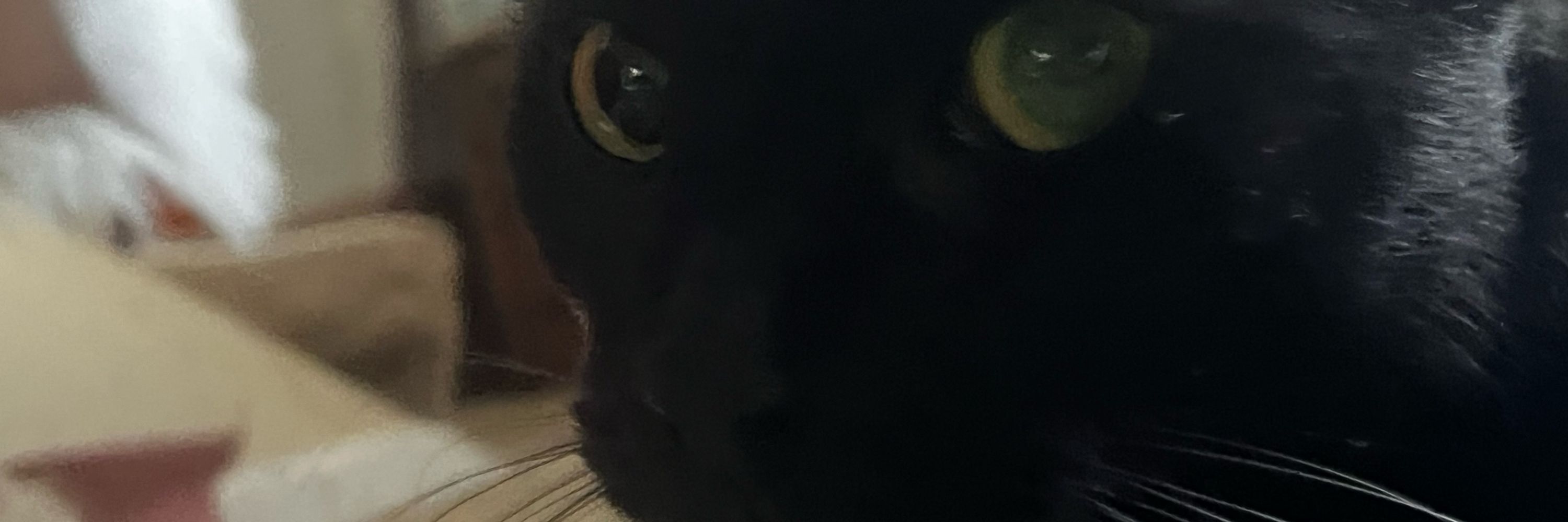 Chaotic Good Luna