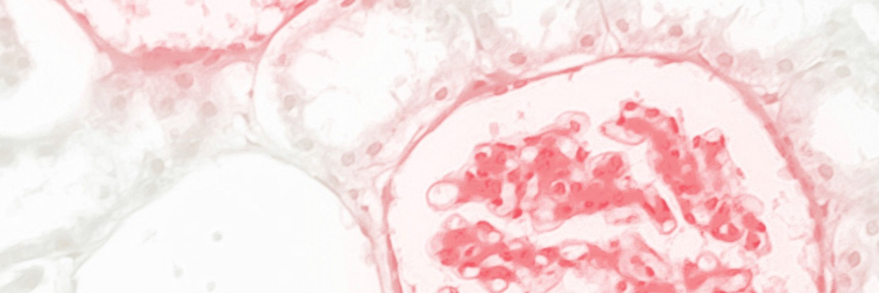 LabFUNCIONRENAL
